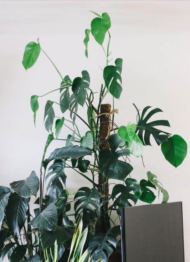 interior_plants