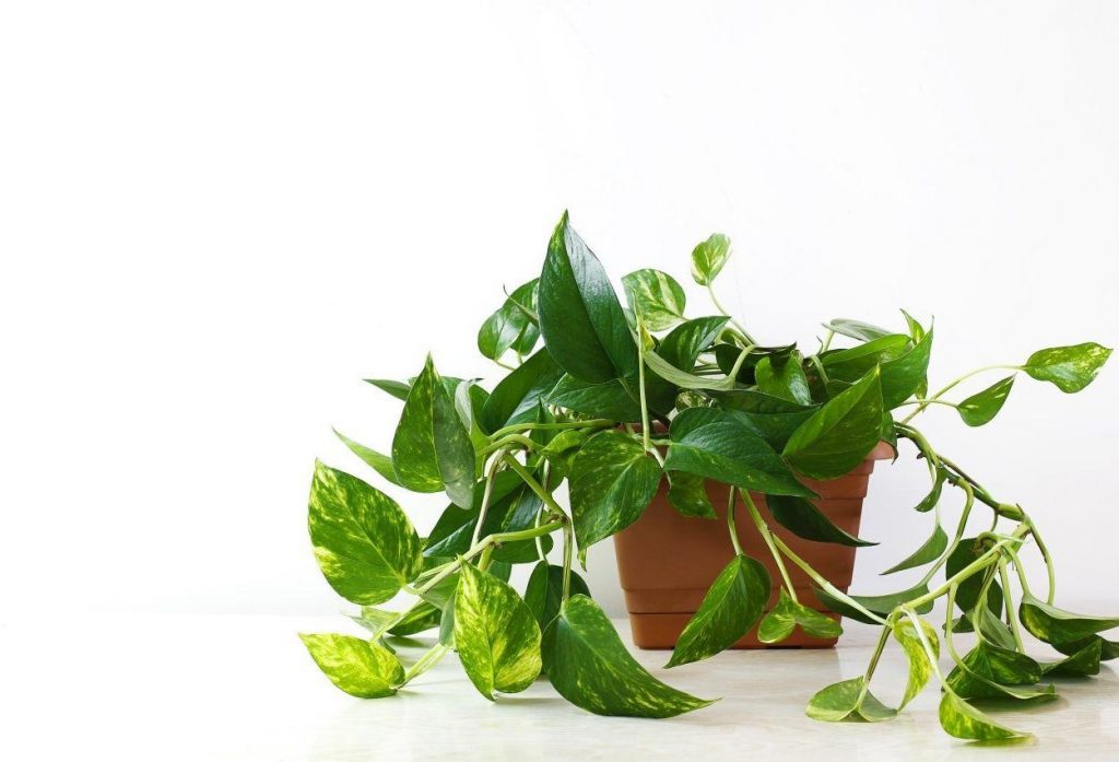 9 Indoor Plants and 4 Ways to Style Your Interior with Indoor Plants